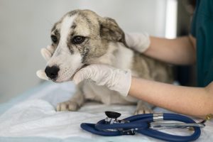 digital-marketing-for-veterinary-clinic